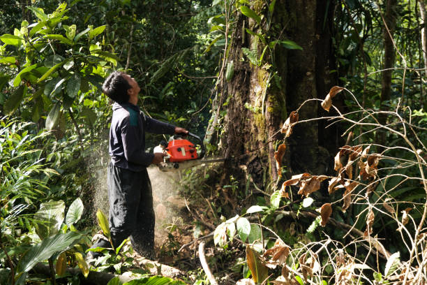 Tree and Shrub Care