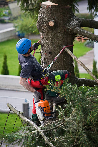 Professional  Tree Services in East Riverdale, MD